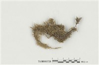 藏品(灰苔屬)的圖片